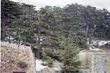 Cedars